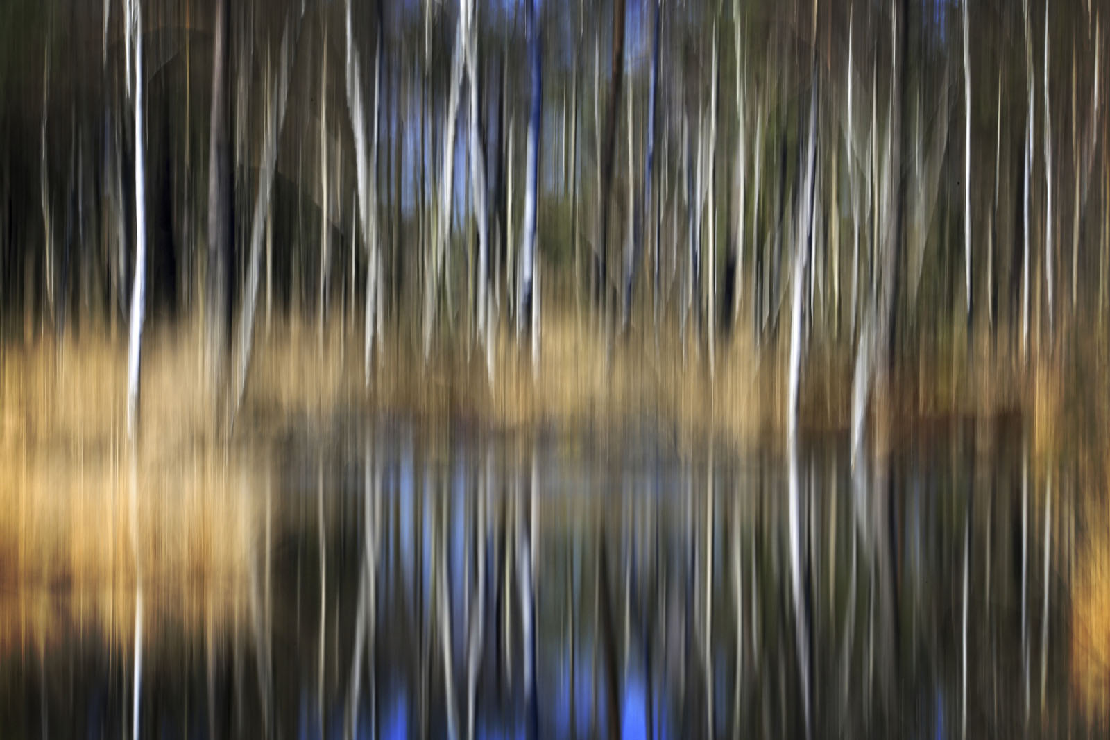 Birkenstämme i m Moor